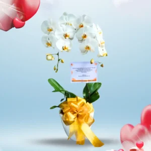 Bunga Meja - Valentine - Indonesia - 002